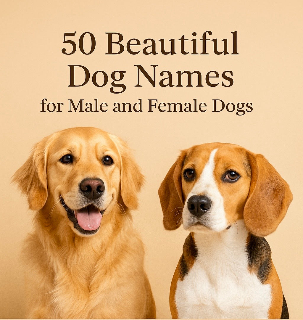 100 Beautiful Dog Names for Male and Female Dogs (By Category)
