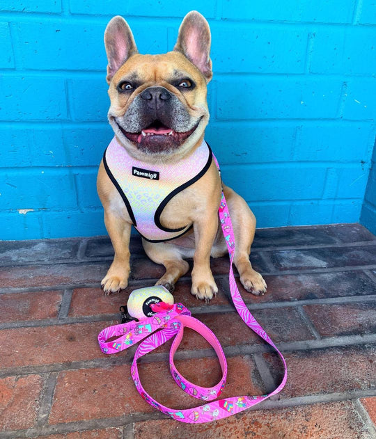 Slumber Pawty Leash Kit