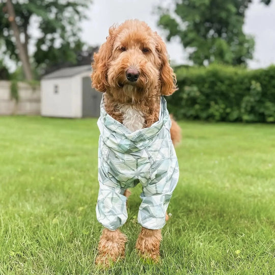 Puddle Jumper Dog Raincoats